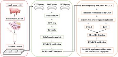 Integrated analysis of lncRNA and mRNA for the apoptosis of porcine ovarian granulosa cells after polyphenol resveratrol treatment